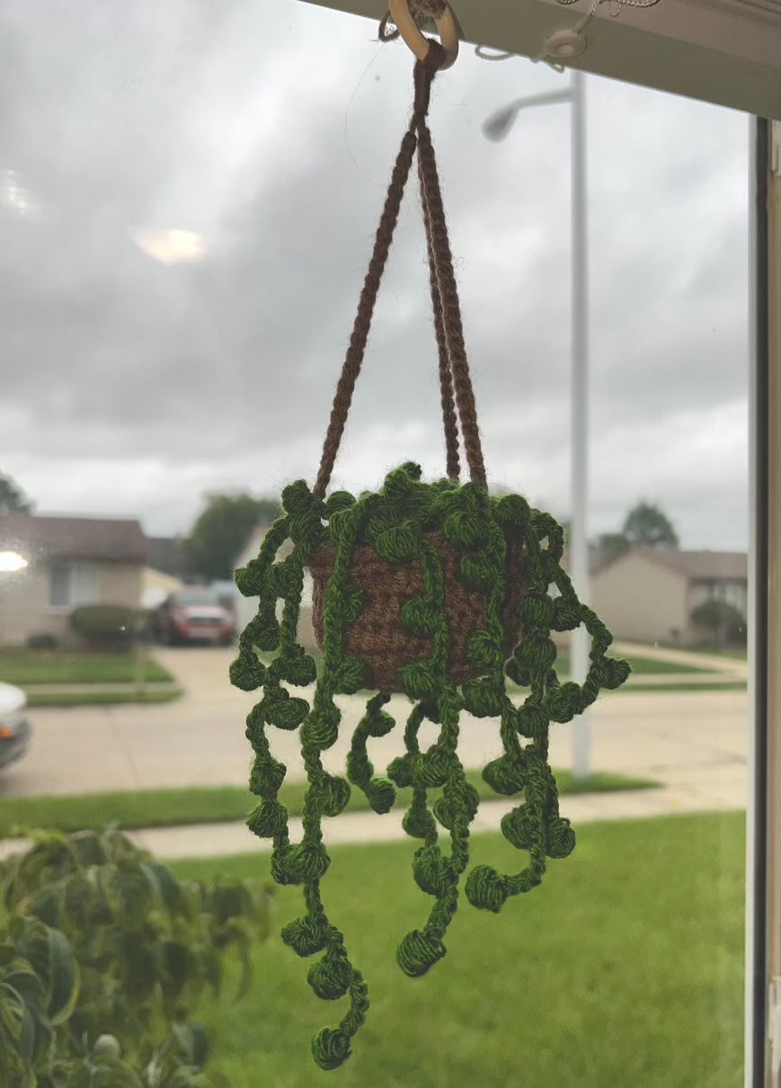 hanging plants string of pearls String of Pearls Hanging Plant – Little Handpicked